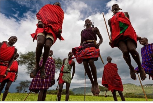 Дома у масаи строят в основном женщины. Они же во время переходов, когда не хватает вьючных животных, несут на спинах нехитрый скарб и каркасы хижин.