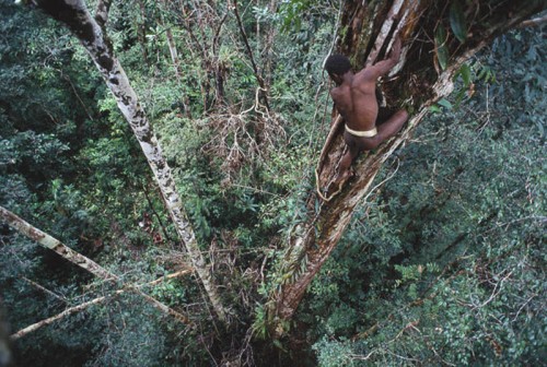 Они живут на деревьях, носят на себе лишь банановые листья, охотятся на диких кабанов и практикуют каннибализм. 