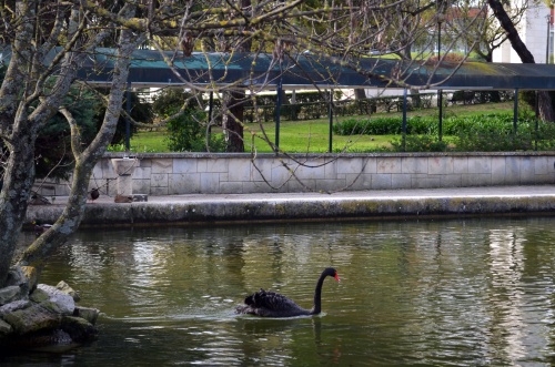 Черный лебедь в парке парке Эдуарду VII
