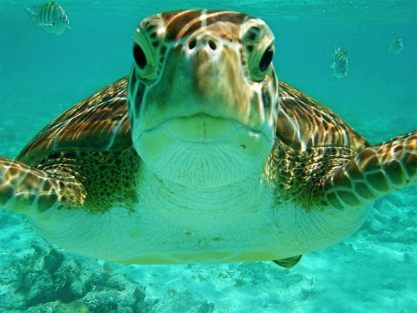 snorkeling-private-tour-turtlesnorkel